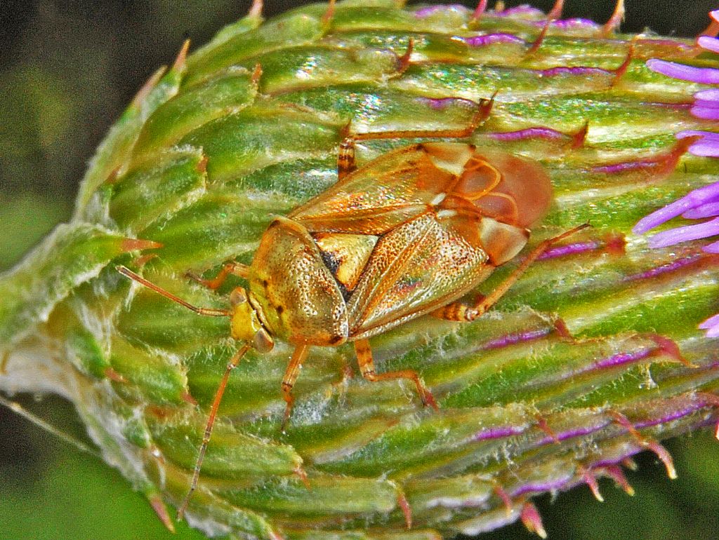 Miridae: Lygus gemellatus